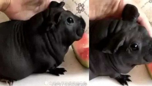 El extraño caso del hombre al que le vendieron rata por perro en China