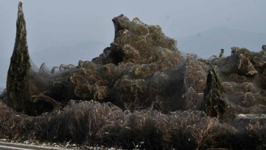 La misteriosa telaraña que cubrió 10 mil metros de playa en Grecia