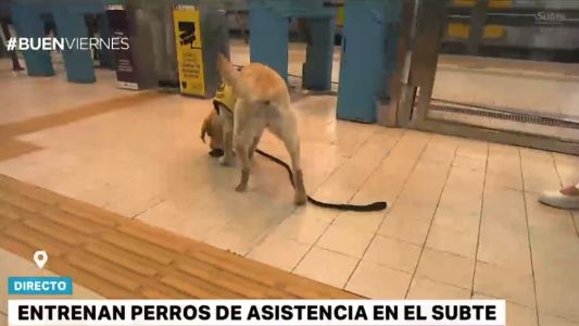 Arroba, la perra que asiste en el subte porteño