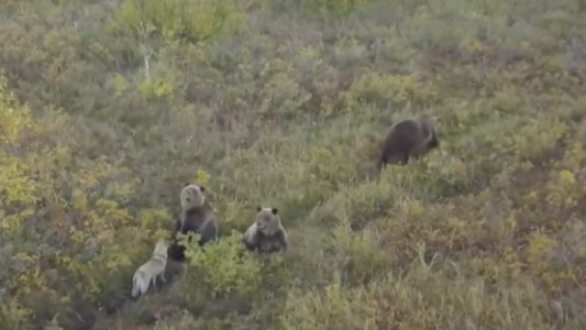 Viral tierno: un perro juega con una familia de osos