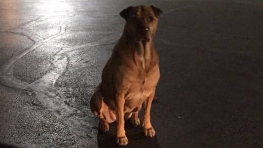 Entendió todo: se hace pasar por una perra callejera para que le regalen hamburguesas de McDonald's