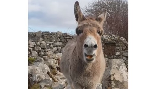 Al Colón: la increíble burra que canta opera y se volvió viral