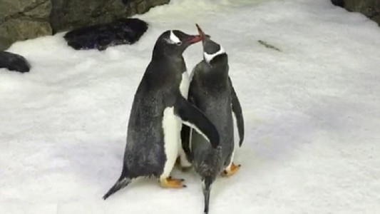 La tierna historia de los pingüinos machos que son pareja y "adoptaron"