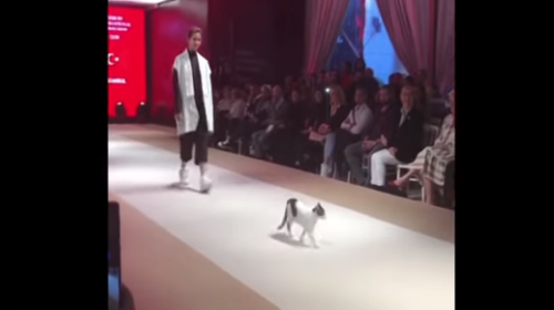 Se robó la pasarela: el gato callejero que desfiló como un modelo más