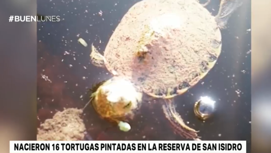 Nacieron 16 tortugas pintadas en la reserva de San Isidro