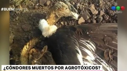 Denuncian que 23 cóndores andinos murieron envenenados por un agrotóxicos