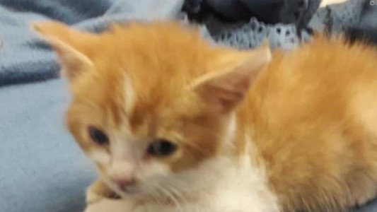 Conmoción en Chile: rescataron a una gata bebé que fue torturada por una adolescente