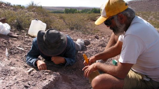 Neuquén: hallaron restos de una nueva especie de dinosaurio saurópodo