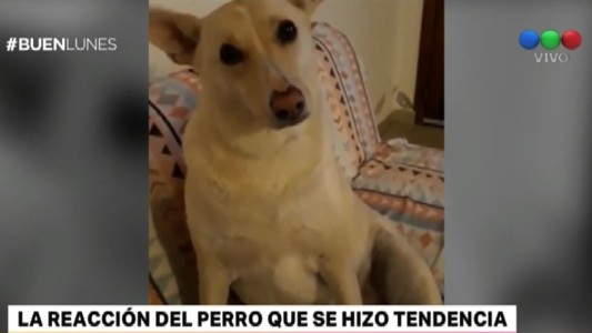 El perro que responde con sus orejas