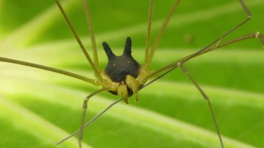 La extraña araña con cabeza de perro hallada en la selva de Ecuador