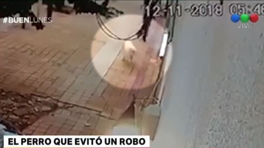 A ladrido limpio, un perro evitó un robo en La Plata