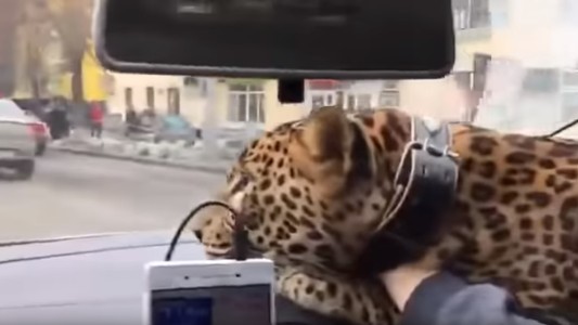 "Viajo con un gato grande": pidió un taxi y se subió con un leopardo