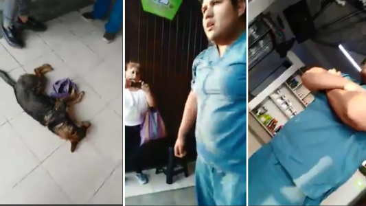 El viral que indigna: un veterinario no quiso atender a un perro porque no le pagaban