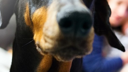 Un perro atacó a su dueño para evitar que siga golpeando a su pareja