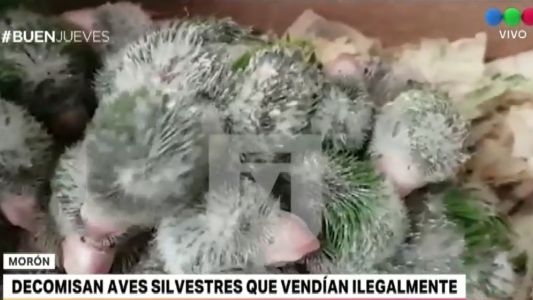 Detuvieron a un hombre que vendía cotorras silvestres en Morón