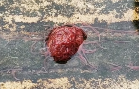 Video: encontró un asqueroso "monstruo de alcantarilla" hecho con gusanos