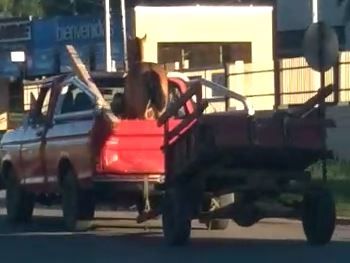 Rescatan a un caballo maltratado que era trasladado sin seguridad por el Acceso Oeste