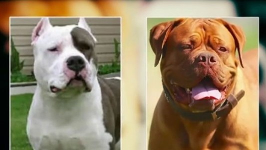 Sacrificaron a los perros que mataron a sus dueñas, madre e hija en España