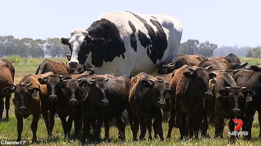 La extraña vaca gigante que se salvó del matadero por su tamaño