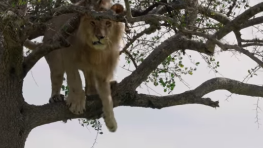 Ternura animal: un león quedó atrapado en un árbol porque le daba miedo bajar