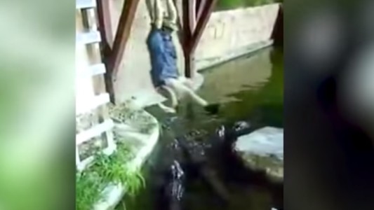 Brindaba un show y cayó en un estanque con cocodrilos