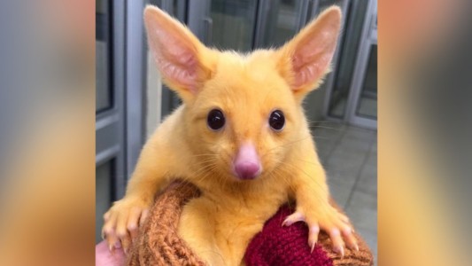 El "verdadero" Pikachu