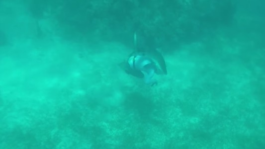 Viedo: un tiburón le muerde la cabeza a un buzo y logra vivir para contarlo