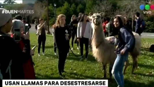 Estudiantes usan llamas para desestresarse