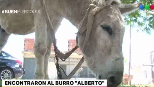 Encontraron al burro Alberto, que había sido robado