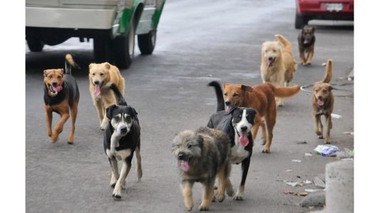 Córdoba: proponen contener y adiestrar a los perros callejeros