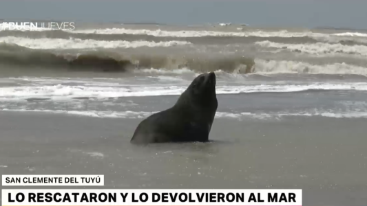 Ternura total: la felicidad de un lobo marino rescatado cuando lo devolvieron al mar