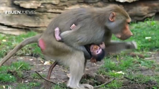 Video tierno: nació un mono babuino