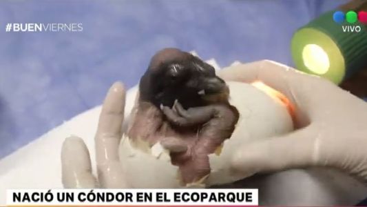Nació un cóndor en el Ecoparque porteño
