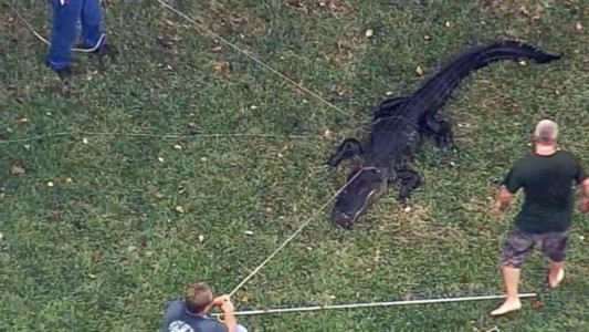 El desesperado pedido de auxilio de una mujer: "Hay un cocodrilo comiéndose a mi marido"