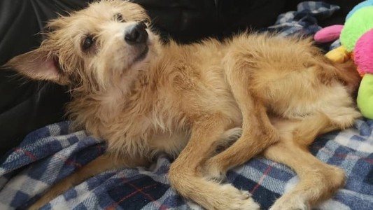 La terrible historia de Pincho, el perrito que fue esclavo sexual durante cinco años