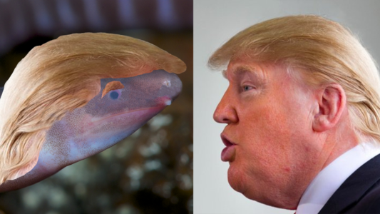 El anfibio hallado en Panamá al que bautizaron como "Donald Trump"