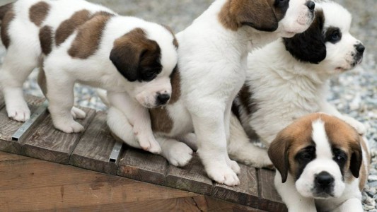 Prohíben la venta de cachorritos para evitar la explotación y el maltrato