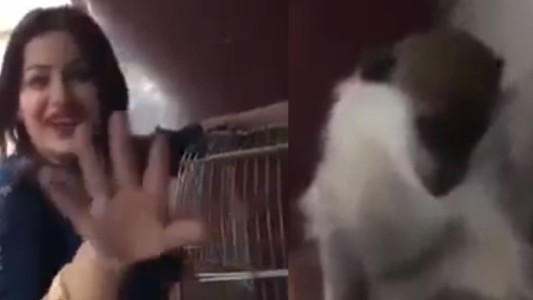 Condenaron a una mujer por masturbar a un mono y difundir el video