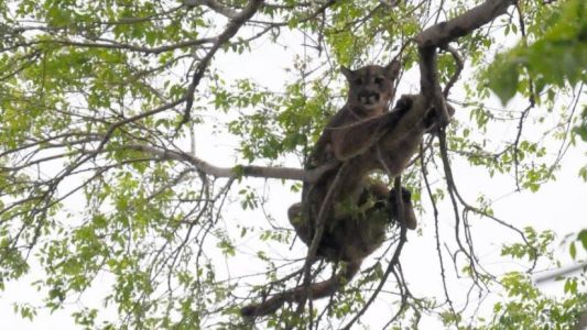Alerta por un puma suelto en un barrio de Bariloche