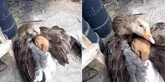 Increíble: un pato abrigó con sus alas a un perrito y lo salvó de morir congelado