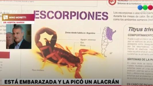 Embarazada fue picada por un alacrán en el colectivo
