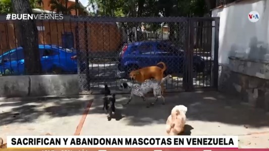 Las mascotas y otra cara de la crisis en Venezuela
