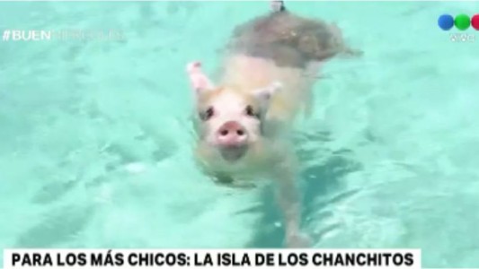 Misterio: cerdos y gallinas, dueños de una isla del Caribe