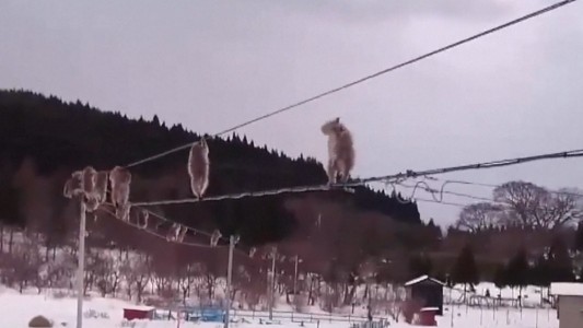 Monos equilibristas sobre cables del servicio telefónico