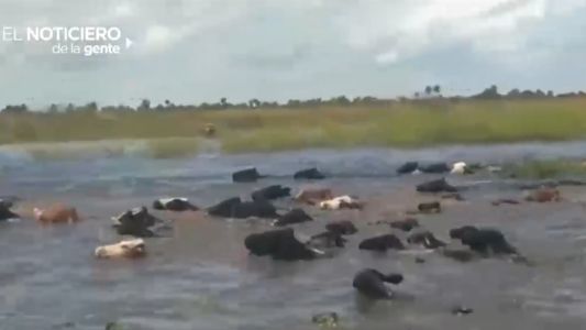 Vacas con el agua al cuello