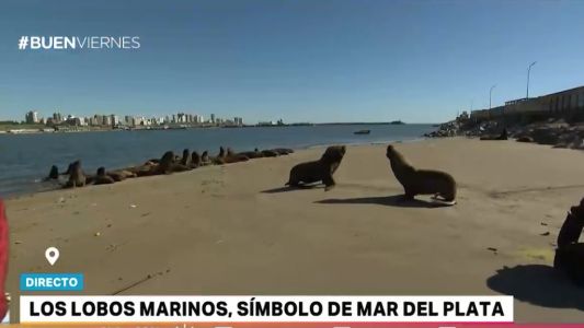 Mar del Plata: lobos marinos, una cuestión de machos