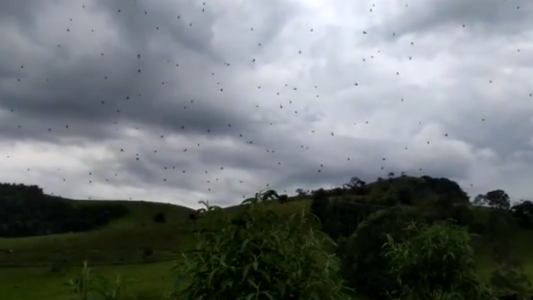 Videos: la escalofriante "lluvia de arañas" que sorprendió a un pueblo brasileño