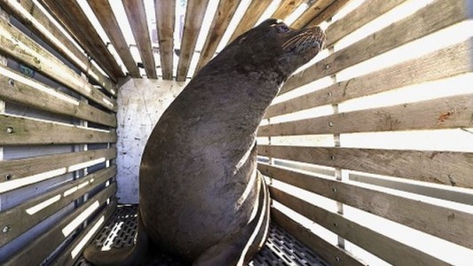 Sacrifican a lobos marinos para proteger a peces en peligro de extinción