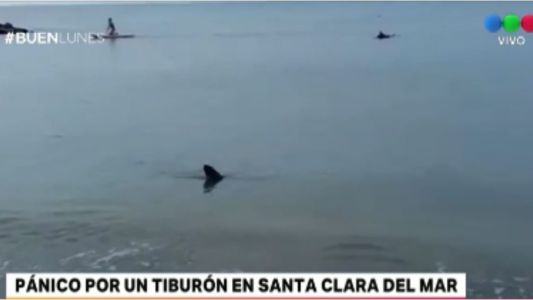 Pánico y sorpresa en Santa Clara del Mar: grabaron a un tiburón nadando cerca de la orilla