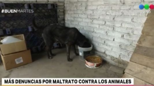 En 2018 aumentaron las denuncias por maltrato animal